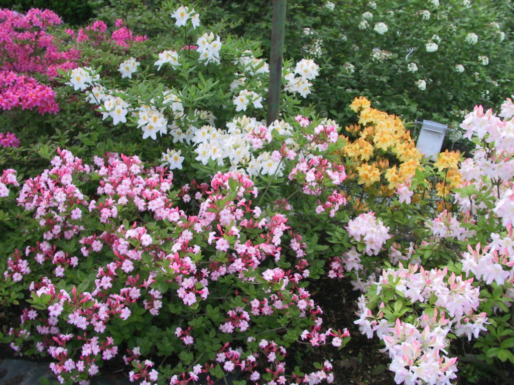 Azaleenbeet Schatt 1, 5-2003, 2.jpg